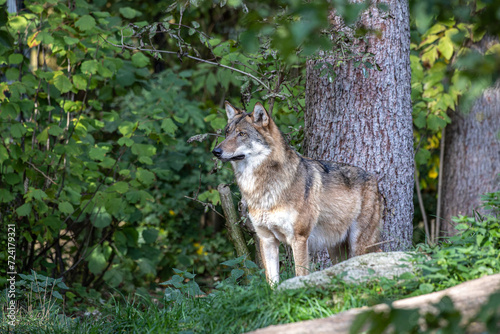 European Grey Wolf, Canis lupus in a german park