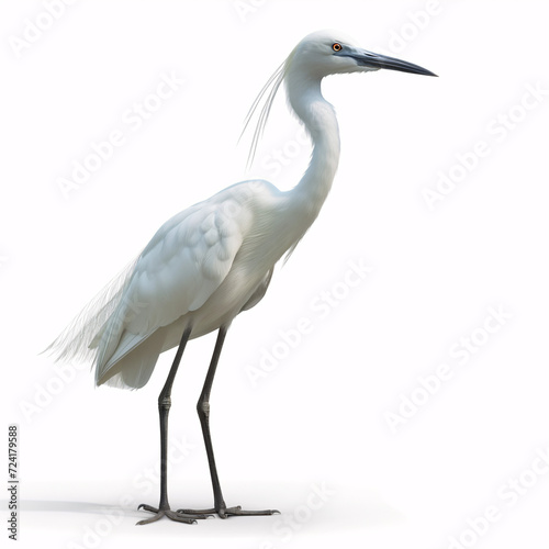 Countryside Egret Bird