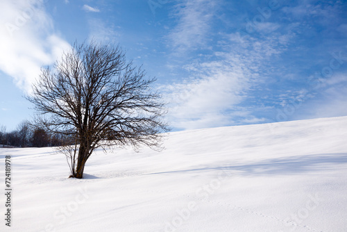 Isolated tree in winter season, nature background