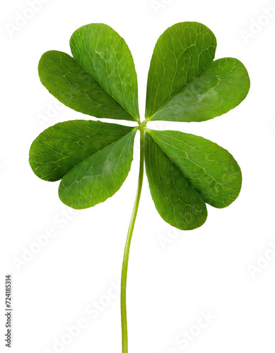 Four-leaf lucky clover - isolated
