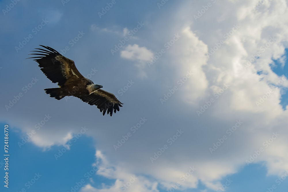 Fototapeta premium flight of the griffon vulture in the sickles of the duraton