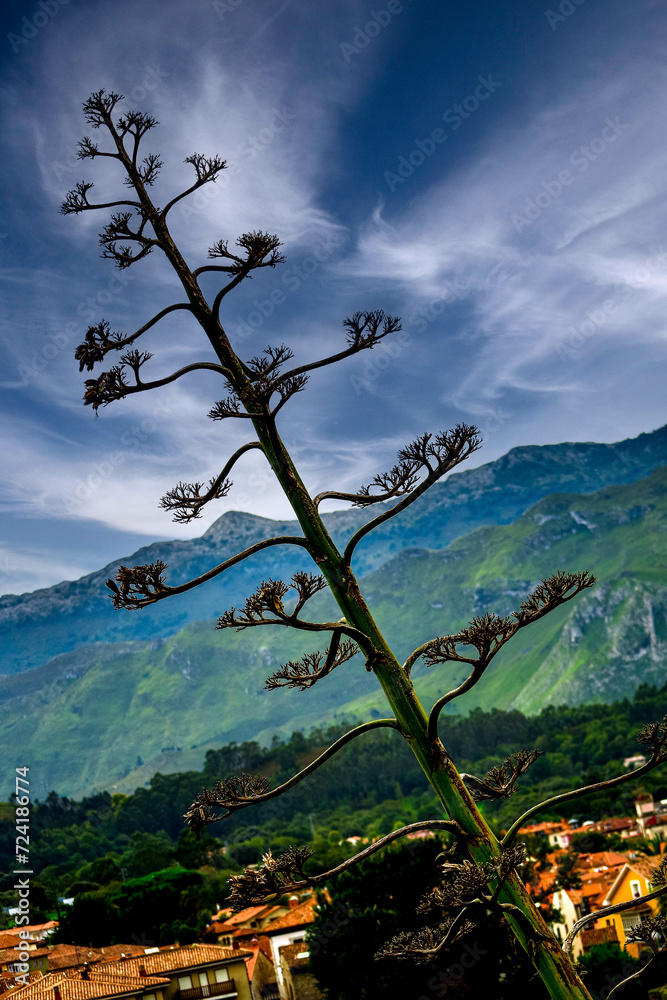 American agave in the Picos de Europa.