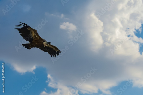 flight of the griffon vulture in the sickles of the duraton © javier