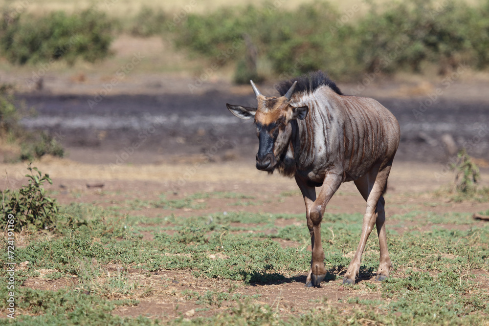 Fototapeta premium Streifengnu / Blue wildebeest / Connochaetes taurinus.