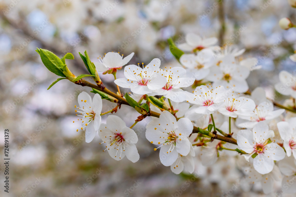 Cherry plum blossoms. A cherry plum branch with delicate white flowers Cherry plum blossoms. A cherry plum branch with delicate white flowers