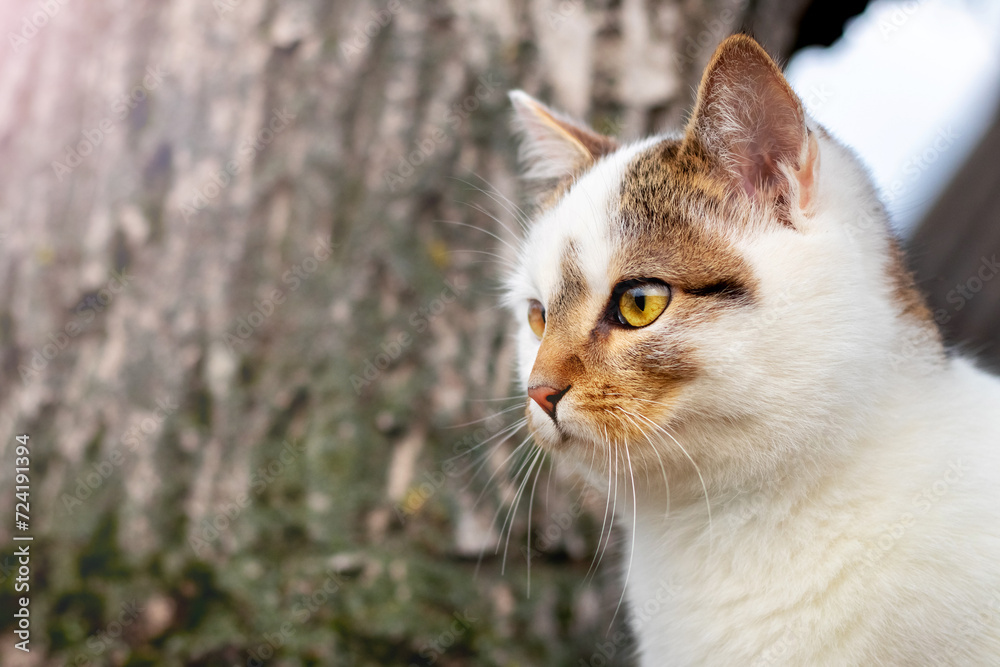 A white spotted cat with an attentive look in the garden near a tree