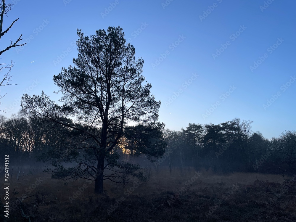 Trees in the sunrise and winter mist Trees in the sunrise and winter mist