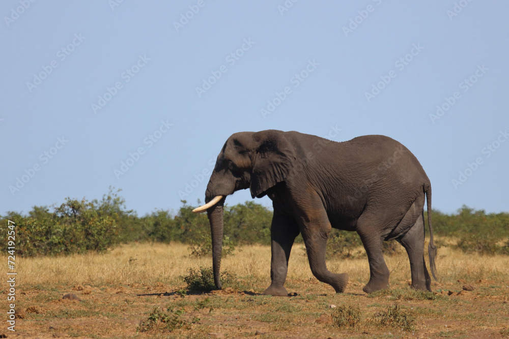 Fototapeta premium Afrikanischer Elefant / African elephant / Loxodonta africana