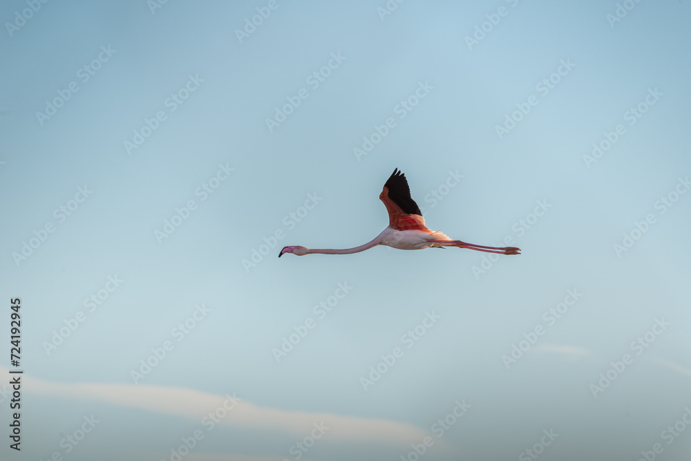 Obraz premium Flamant rose en vol