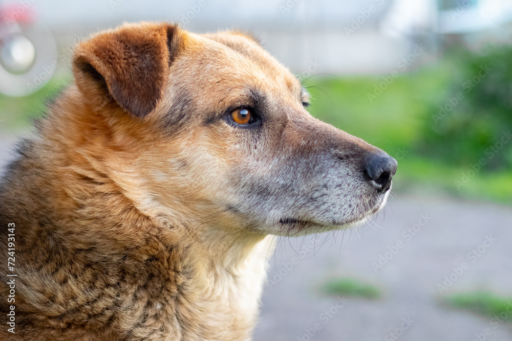 Close-up profile portrait of a dog with an attentive look
