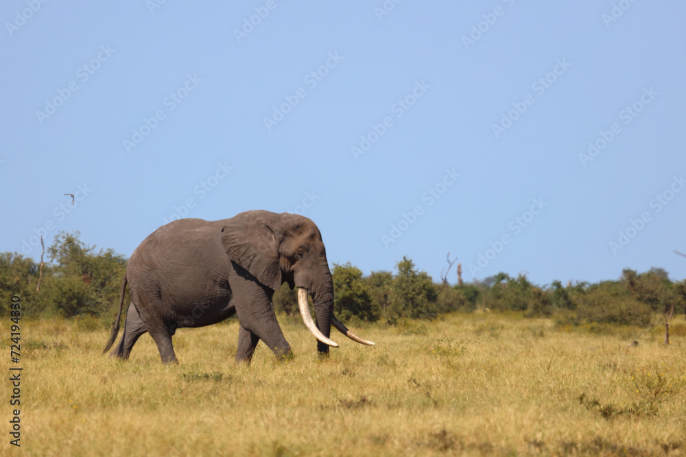 Afrikanischer Elefant / African elephant / Loxodonta africana Afrikanischer Elefant / African elephant / Loxodonta africana