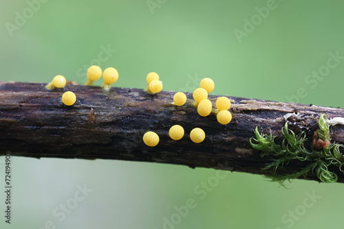 Physarum sulphureum, golden slime mold from Finland, no common English name photo