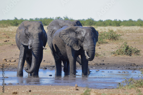 Afrikanischer Elefant / African elephant / Loxodonta africana