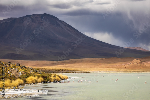 Landscape of Bolivia.  Flamingos on Laguna Hedionda in Eduardo Avaroa National Park in Bolivia photo