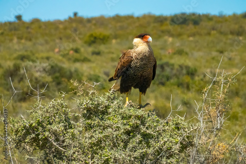 Caracara perched on a bush in the arid lands of the Valdés Peninsula, Patagonia, Argentina