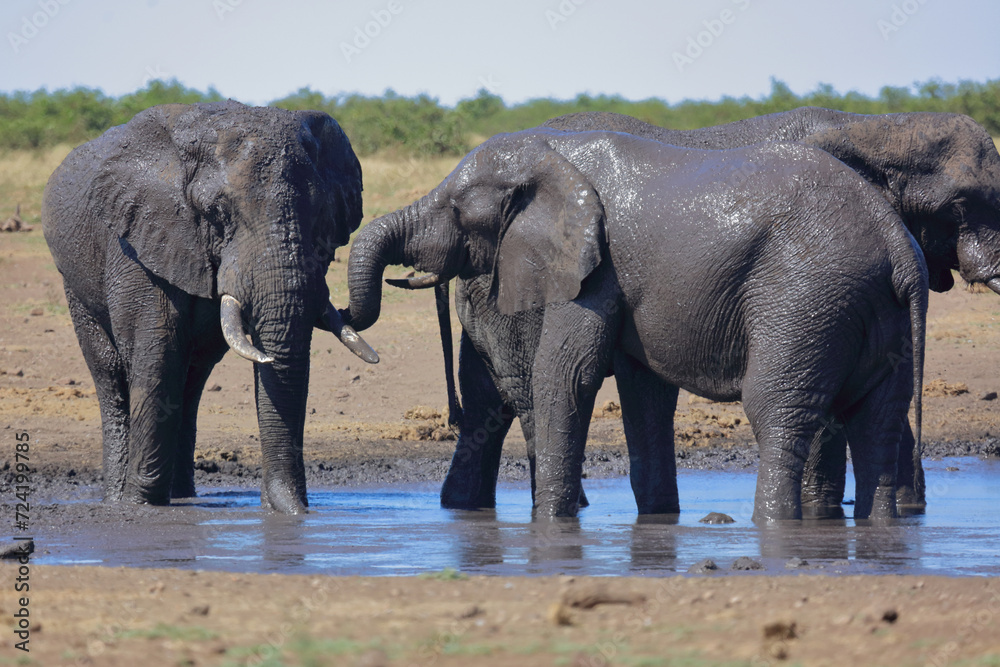 Afrikanischer Elefant / African elephant / Loxodonta africana