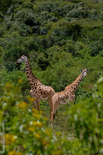 Arusha National Park