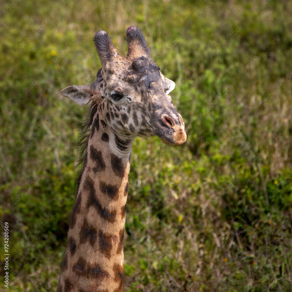 Obraz premium Arusha National Park