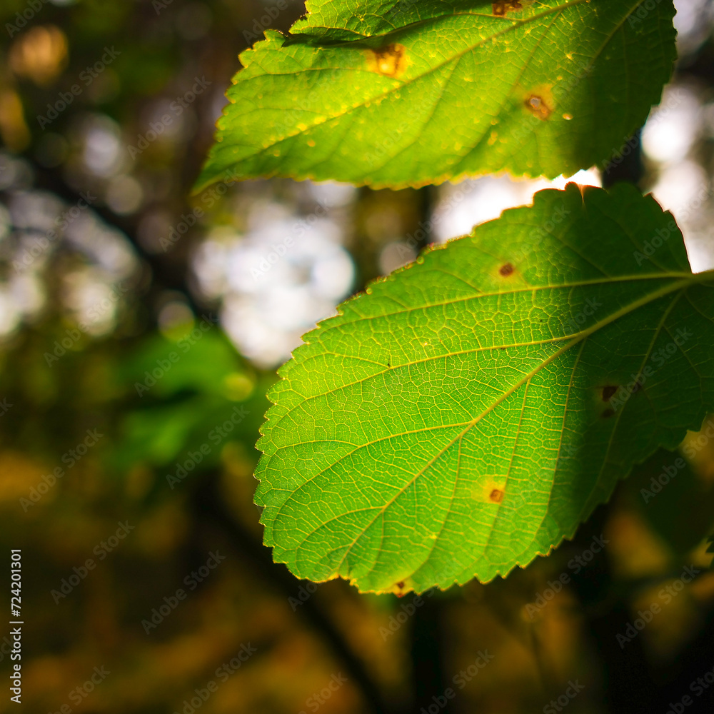 autumn leaves in the sun. leaf texture. Beautiful autumn landscape with yellow trees and sun, Colorful foliage in park, Falling leaves natural background, autumn leaf background, autumn leaves in the sun. leaf texture. Beautiful autumn landscape with yellow trees and sun, Colorful foliage in park, Falling leaves natural background, autumn leaf background,