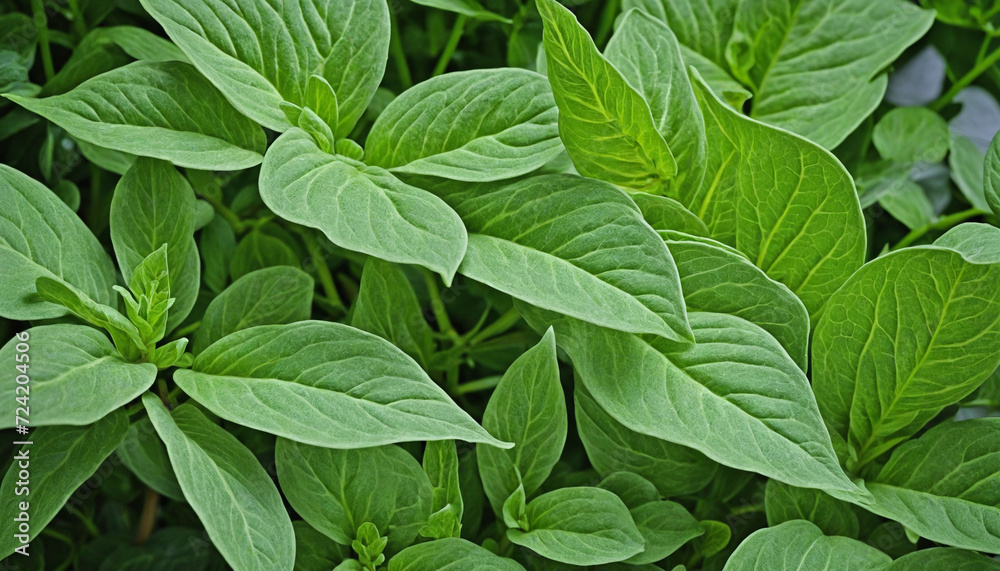 Green foliage, textured leaves Green foliage, textured leaves
