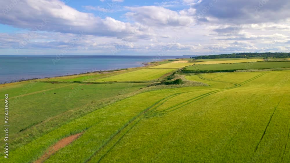 AERIAL: Summer wind sways wheat field above the green pasture where cattle graze. Scenic Scottish coastline in rich shades of green and blue with beautifully landscaped farmland by the North Sea. AERIAL: Summer wind sways wheat field above the green pasture where cattle graze. Scenic Scottish coastline in rich shades of green and blue with beautifully landscaped farmland by the North Sea.