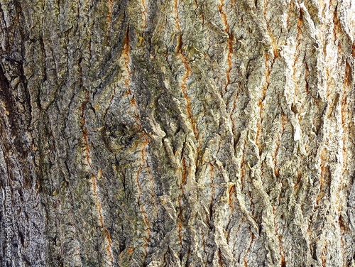 Tree bark. Deep furrows in the bark of a birch tree