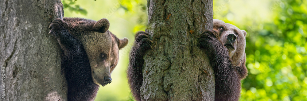 Fototapeta premium brown bear on a tree