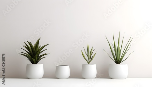 Potted Dracaena Marginata plants sitting on a rustic wooden shelf. The plants are different heights, and the pot on the far left is tilted slightly. Isolated on white
