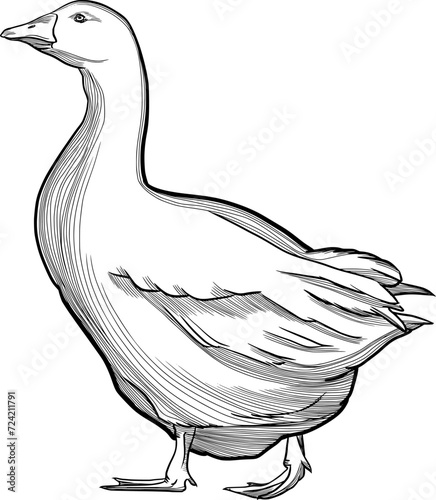 Duck vector hand drawn Illustration cut out