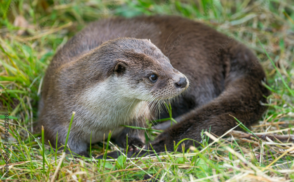 otter - Lutra lutra in nature otter - Lutra lutra in nature