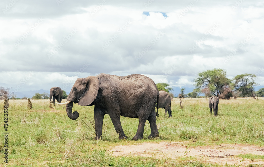 A family of elephants in the Tarangire, Tanzania, safari 
