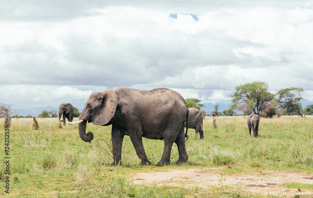 Fototapeta premium A family of elephants in the Tarangire, Tanzania, safari 