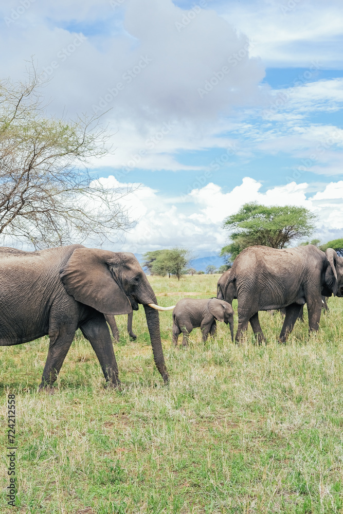 A family of elephants in the Tarangire, Tanzania, safari  - obrazy, fototapety, plakaty 