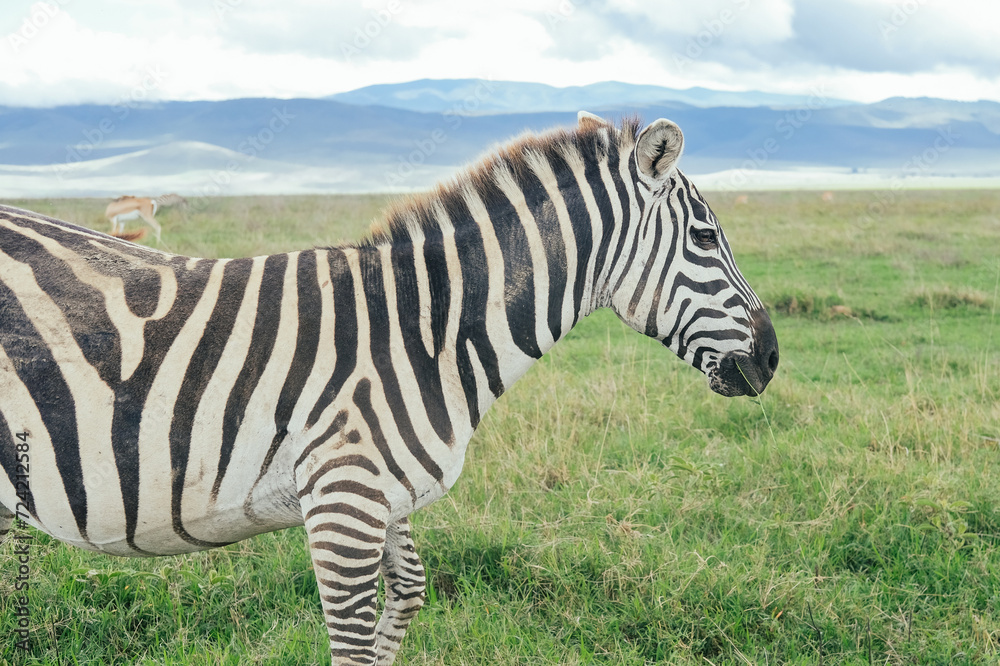 Zebra in the Ngorongoro crater, Tanzania, safari Zebra in the Ngorongoro crater, Tanzania, safari