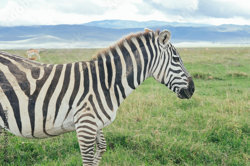 Zebra in the Ngorongoro crater  Tanzania  safari
