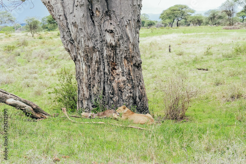 A wild lion with a prey in the Tarangire National Park, Tanzania, safari 