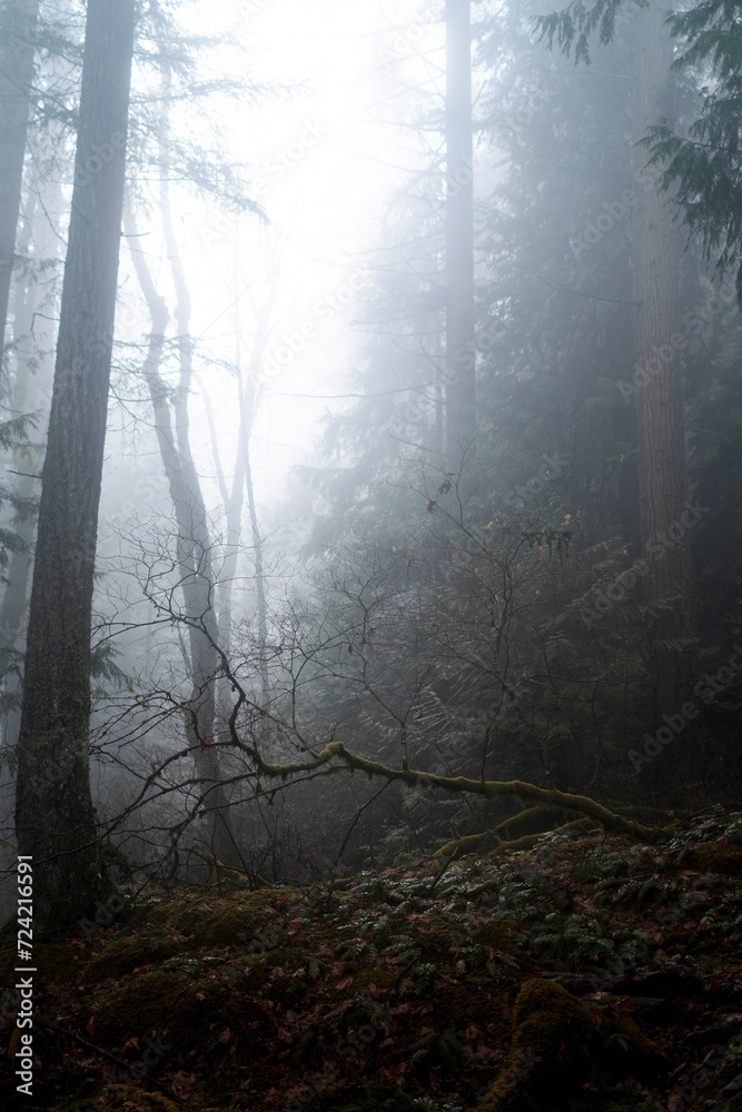 Obraz premium Foggy forest scene 