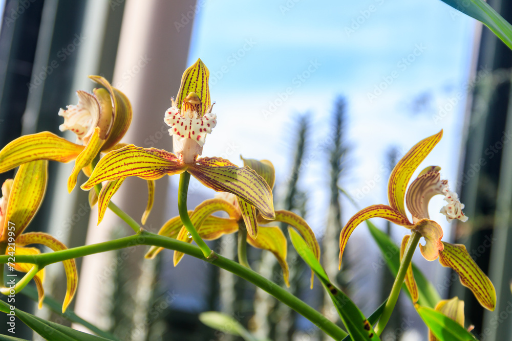 Cymbidium tracyanum, or Tracy's cymbidium orchid plant - obrazy, fototapety, plakaty 