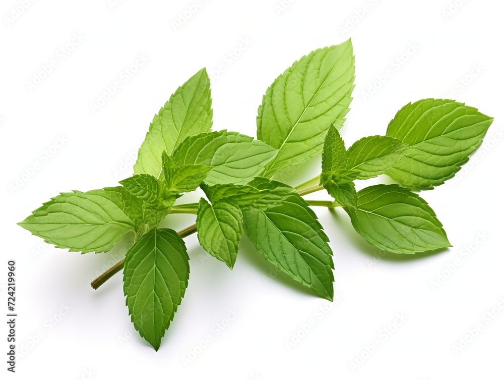 Fresh Mint Leaf Herbal Organic Isolated on White Background AI Generated Fresh Mint Leaf Herbal Organic Isolated on White Background AI Generated