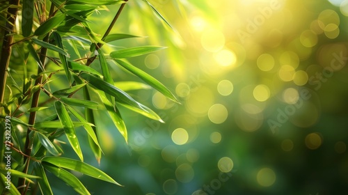 bamboo close up background with bokeh lights, large copyspace area, offcenter composition © olegganko