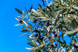 Ripe black olives on the branch of tree