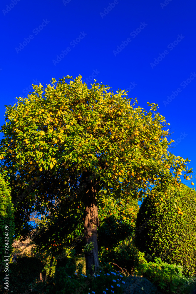Lemons hanging on tree branches of lemon tree in the garden Lemons hanging on tree branches of lemon tree in the garden