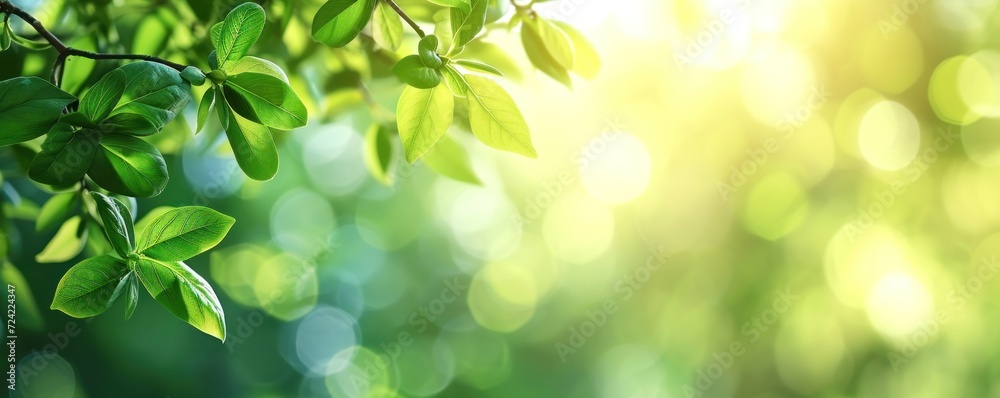 Green Leaves: Minimalist Background with Contoured Sun Green Leaves: Minimalist Background with Contoured Sun