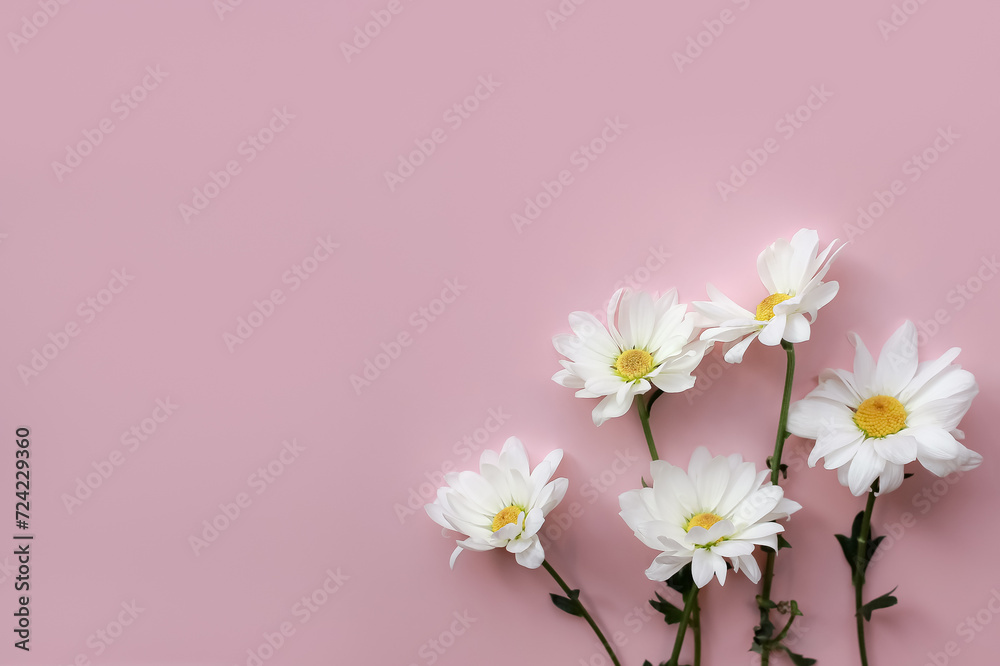 Beautiful chamomile daisy flower on pink background. Springtime composition with copy space.