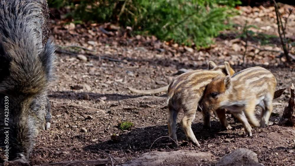 Little wild pigs and an adult wild boar Little wild pigs and an adult wild boar