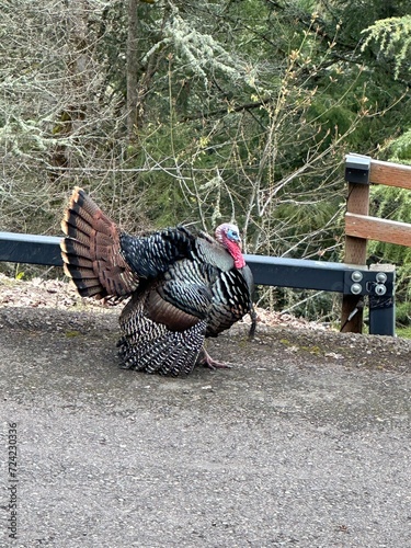 Tom turkey strutting around