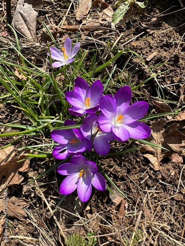 purple crocus flowers