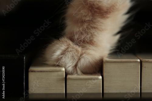 Fototapeta Naklejka Na Ścianę i Meble -  Ginger Kitten paw on piano key. domestic pet, vintage old piano.Music concept