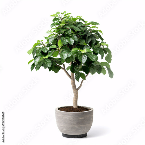 Urban Oasis: A Thriving Rubber Plant Nestled in a Textured Ceramic Planter, isolated on white background with full depth of field and deep focus fusion
