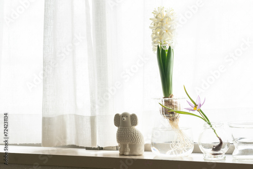 白いヒヤシンスとピンクのチューリップの水耕栽培